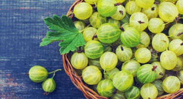 Jak správně zmrazit angrešt na zimu v lednici doma a je to možné